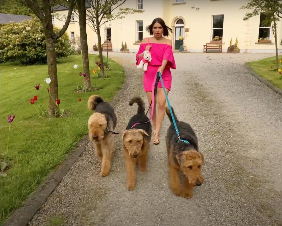 Clone Country House Aughrim Ngoại thất bức ảnh Airedale Terriers