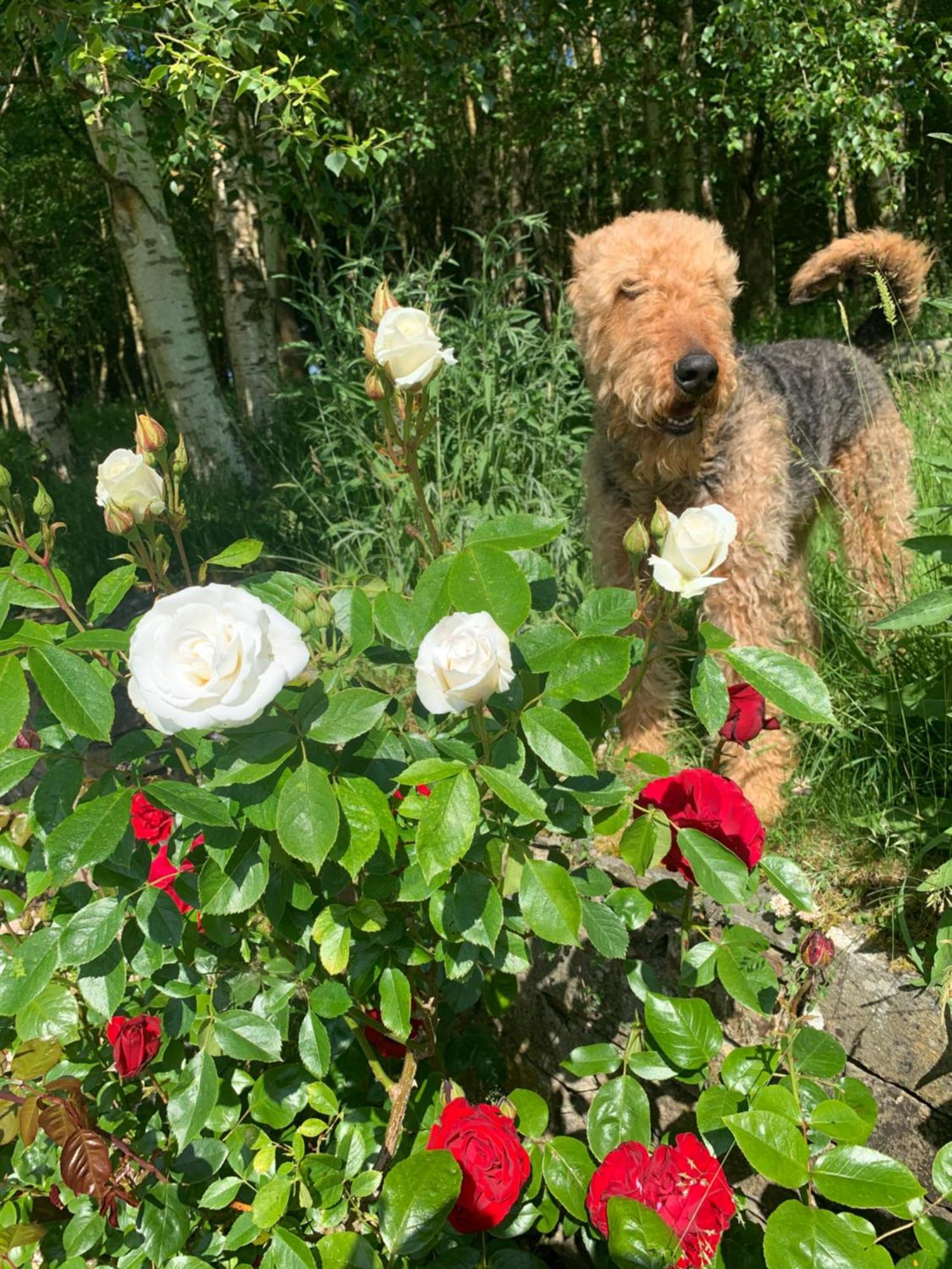 Clone Country House Aughrim Ngoại thất bức ảnh A dog in the rose garden