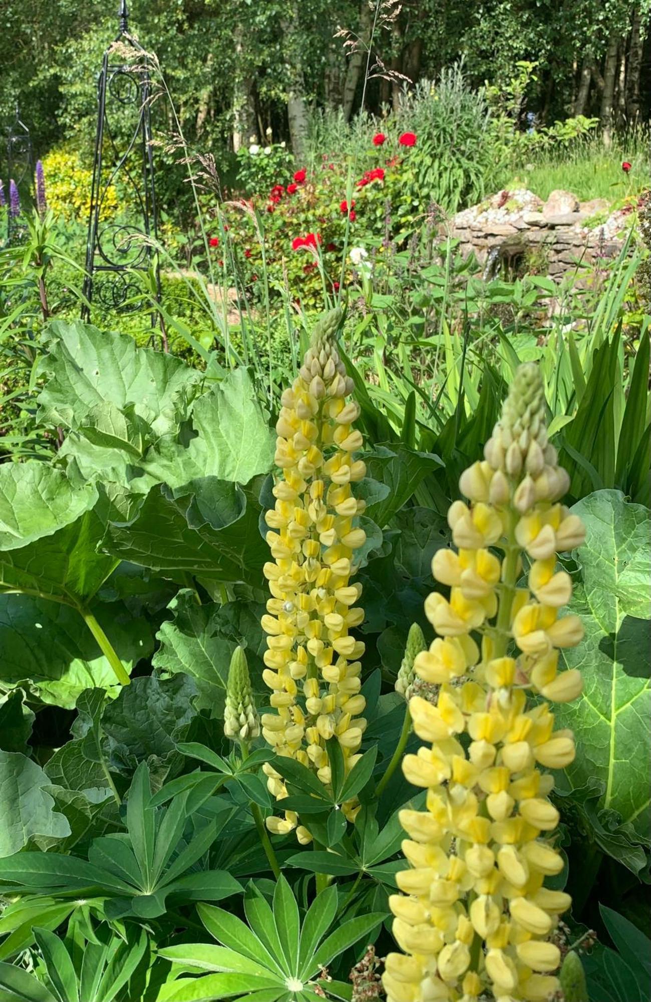 Clone Country House Aughrim Ngoại thất bức ảnh Lupinus golden tower
